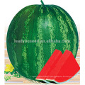 W06 Quanxin big size seedless hybrid watermelon seeds planting